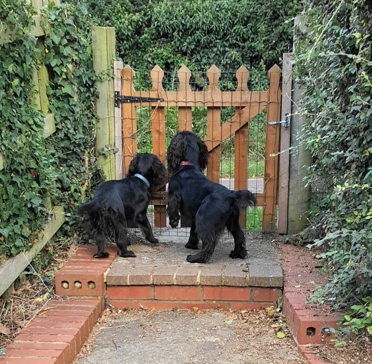 Home Dog Boarding with Annie boardingwithannie ( tel 07919 373479 )